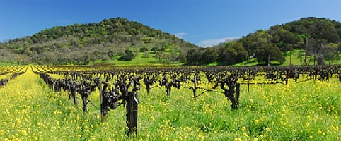 Spanish Vineyards